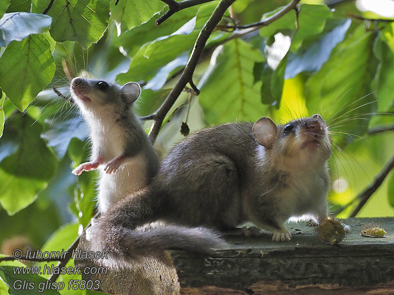 Liró gris Glis glis