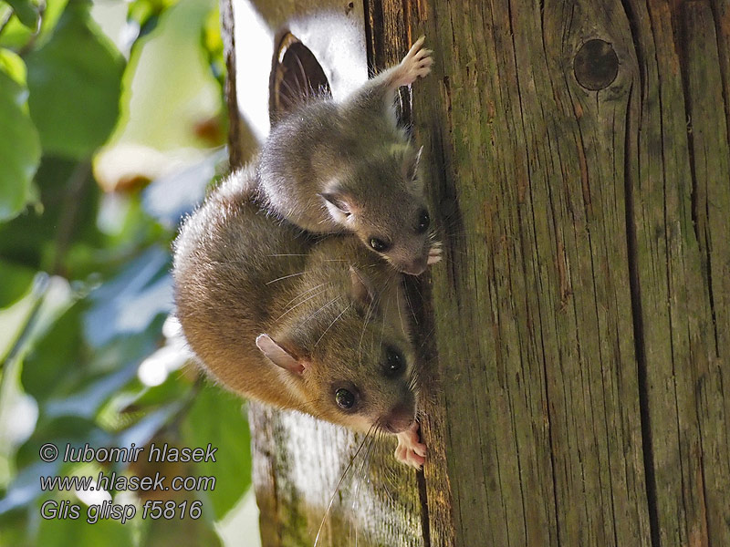 Полчок Соня-полчок Glis glis