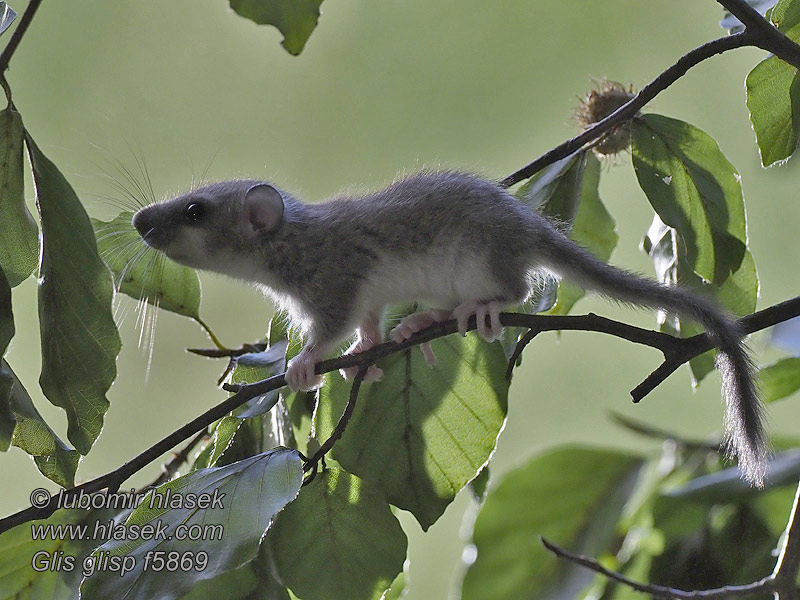 Siebenschläfer Glis glis