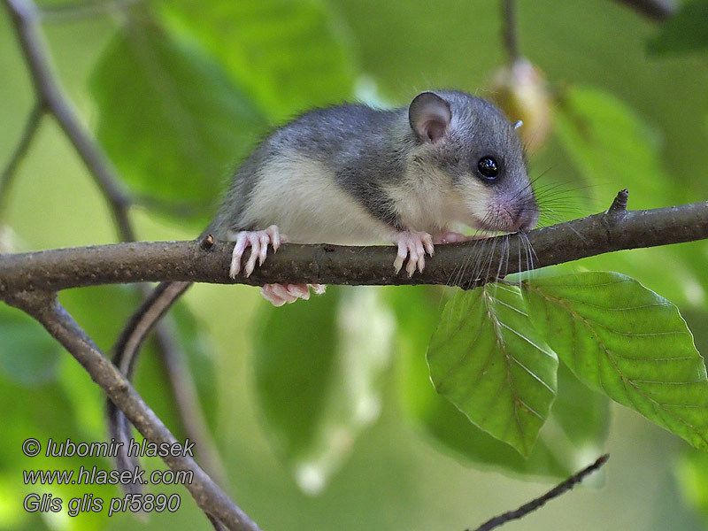 Didžioji miegapelė Glis glis