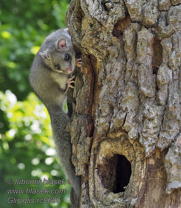 Пух Glis glis