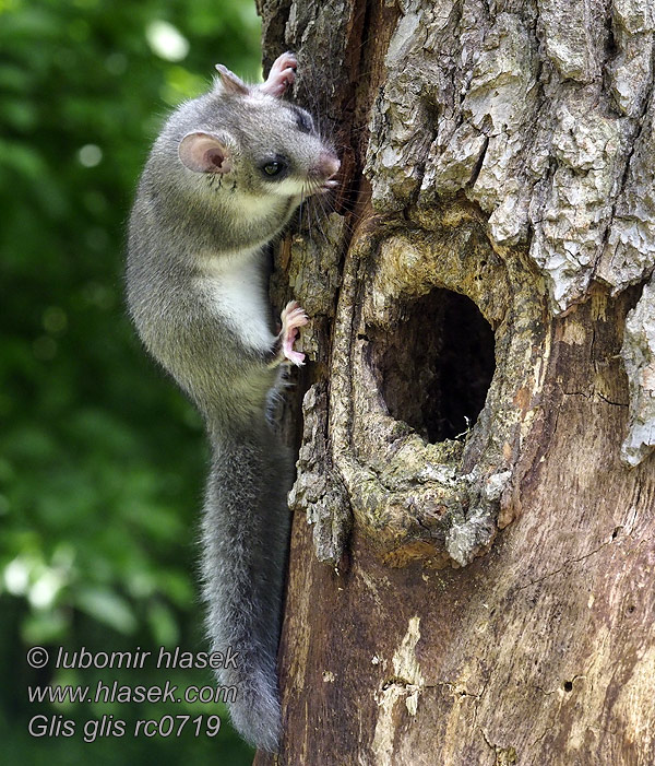 Sjusovare Glis glis