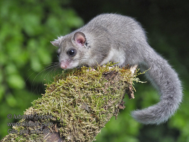 Glis_glis_rc0784