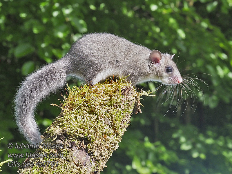 Glis_glis_rc0791