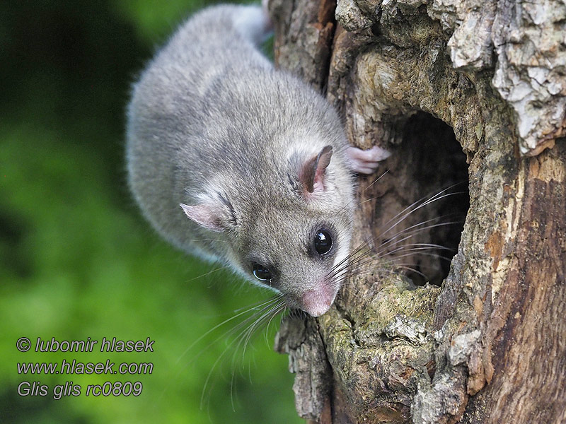 Lirón gris Glis glis