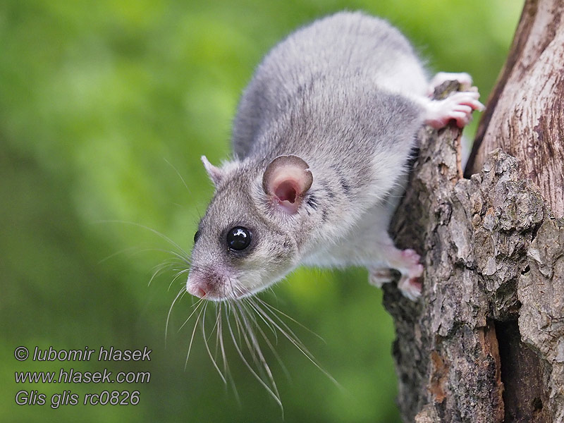 Glis_glis_rc0826