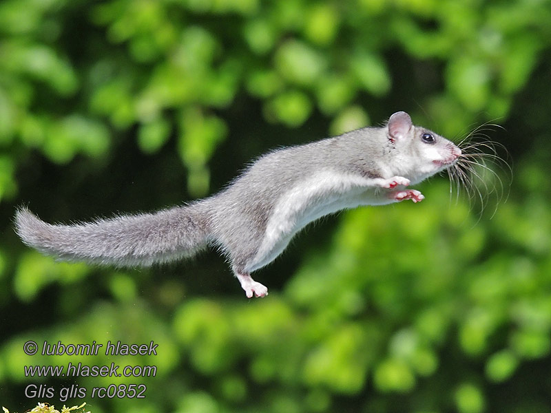 Lirão-cinzento Glis glis