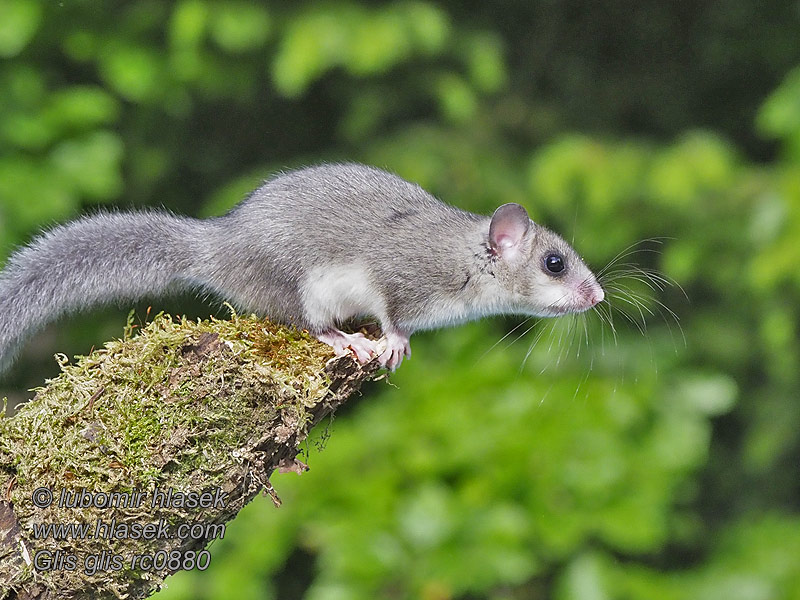 Pârş mare Pârşul Glis glis