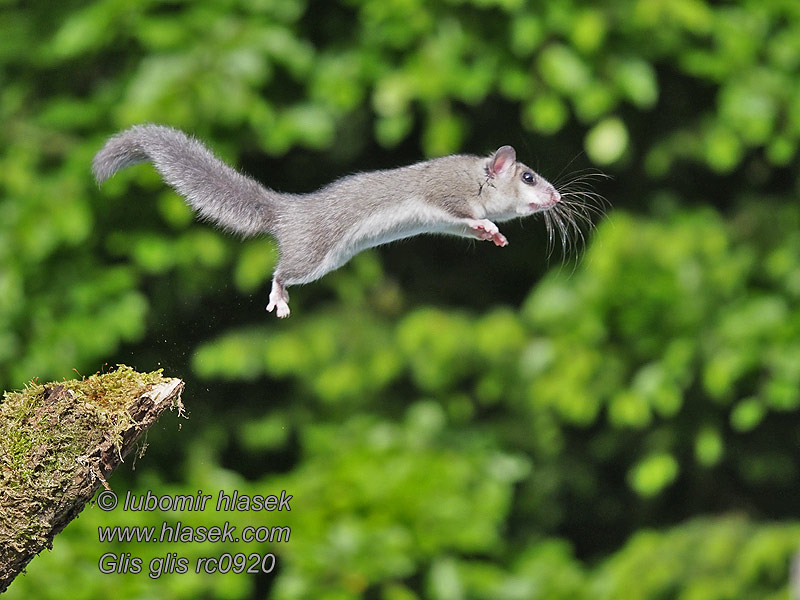 Μυωξός δασομυωξός Glis glis