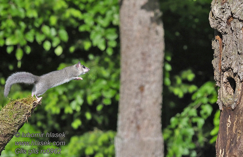 Syvsover Sovemus Glis glis