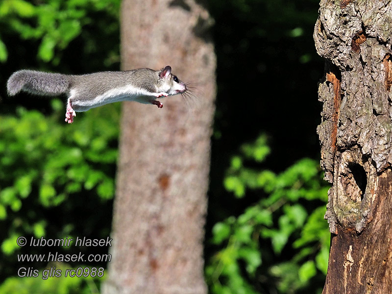 Вовчок сірий звичайний Glis glis