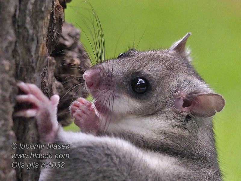 Plch velký Glis glis