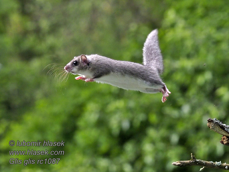 Plch velký Glis glis