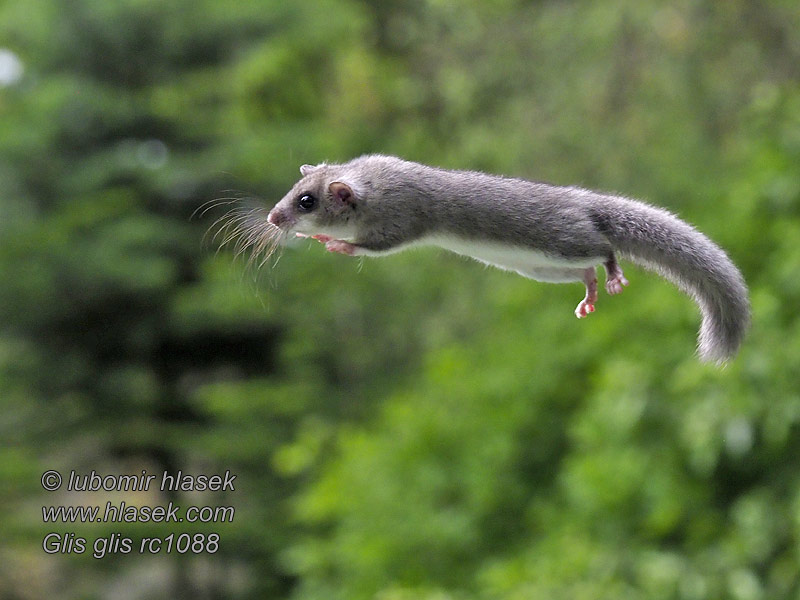 Plch velký Glis glis