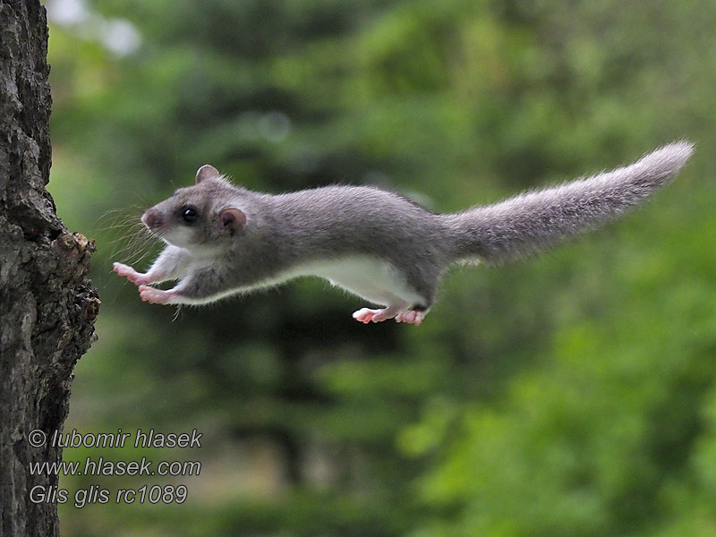 Plch velký Glis glis