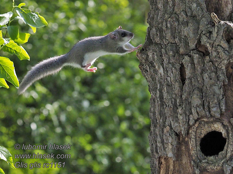 Fat Dormouse Edible Fatty Glis glis