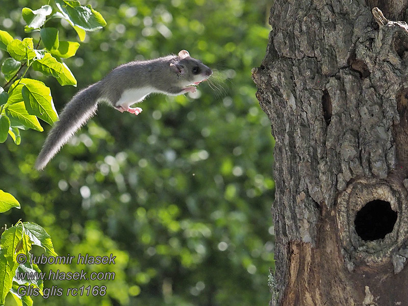 Fat Dormouse Edible Fatty Glis glis