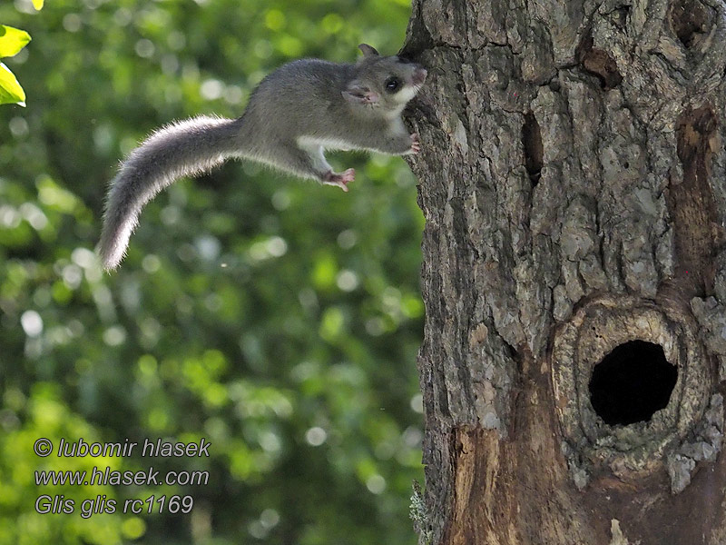 Fat Dormouse Edible Fatty Glis glis