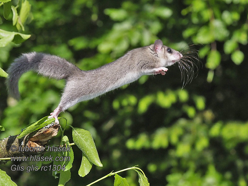 Loir gris Glis glis