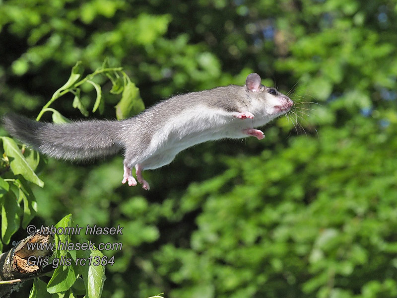 Loir gris Glis glis