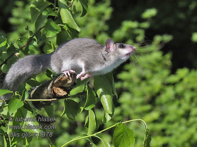 Loir gris Glis glis