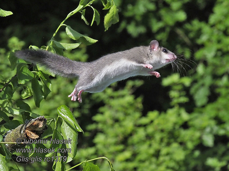 Loir gris Glis glis