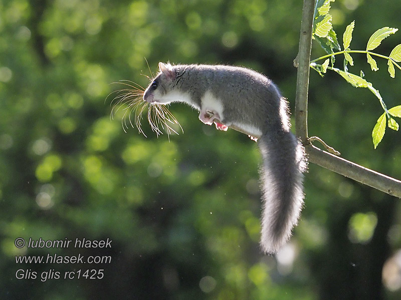 Обикновен сънливец Glis glis