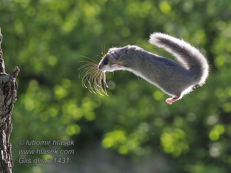 Обикновен сънливец Glis glis