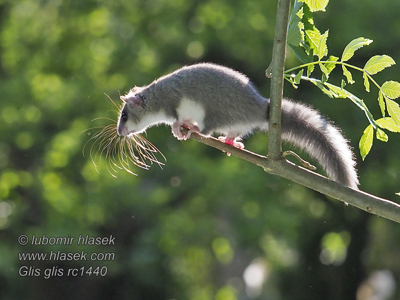 Обикновен сънливец Glis glis