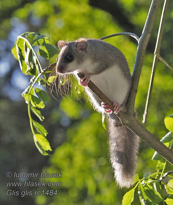 Обикновен сънливец Glis glis