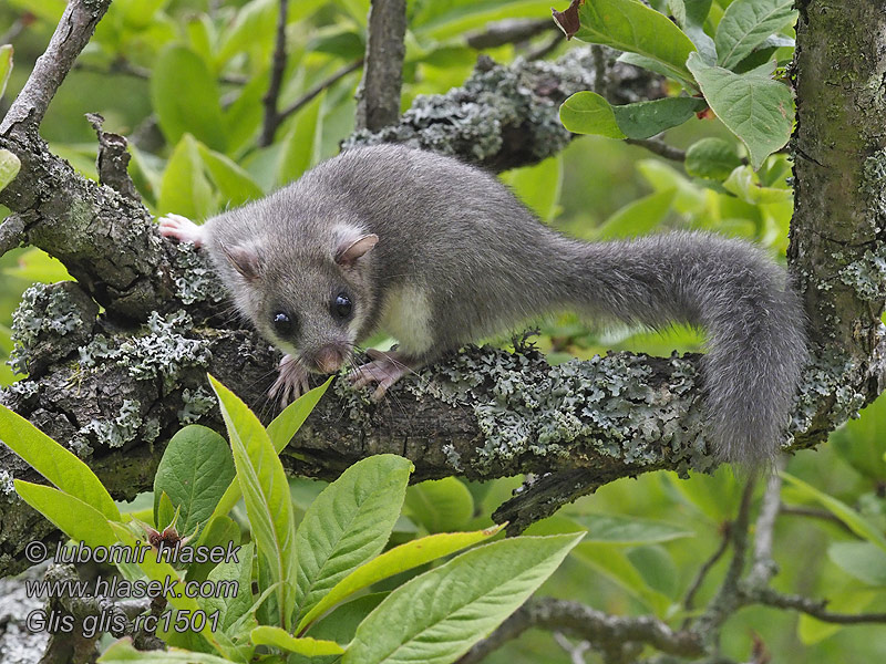 Полчок Соня-полчок Glis glis