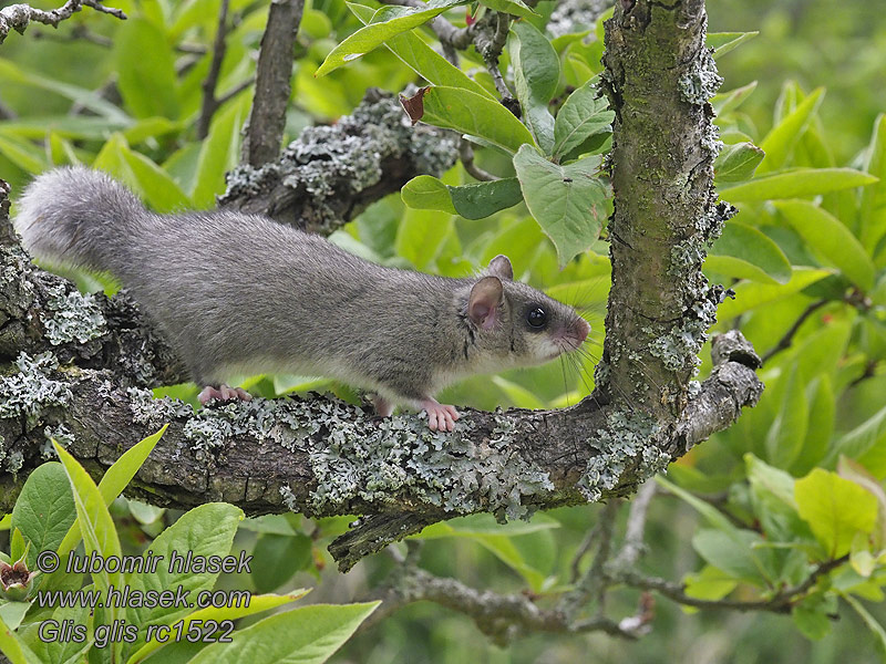 Полчок Соня-полчок Glis glis