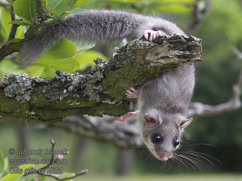 Полчок Соня-полчок Glis glis