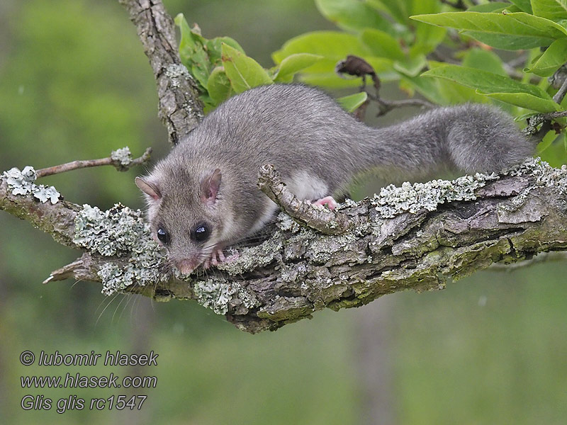 Полчок Соня-полчок Glis glis