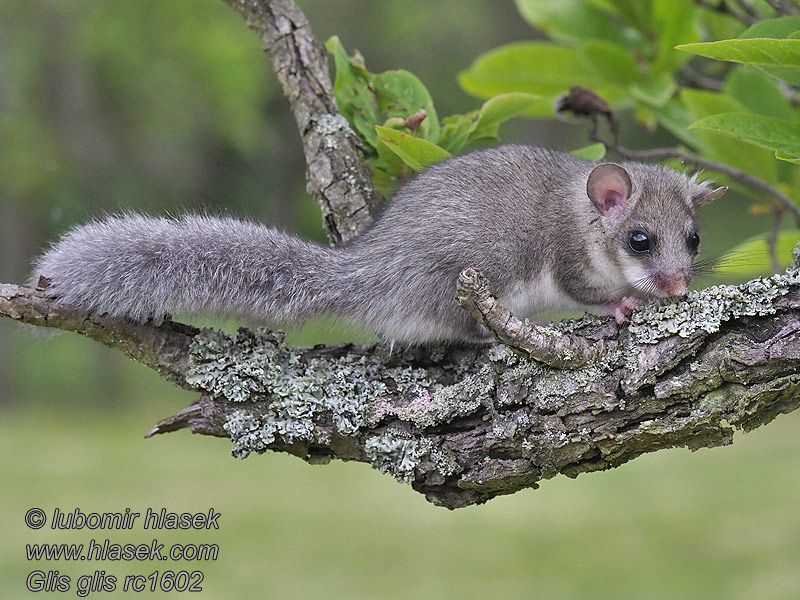 Полчок Соня-полчок Glis glis