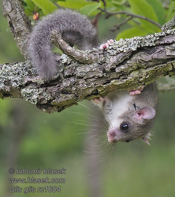 Полчок Соня-полчок Glis glis