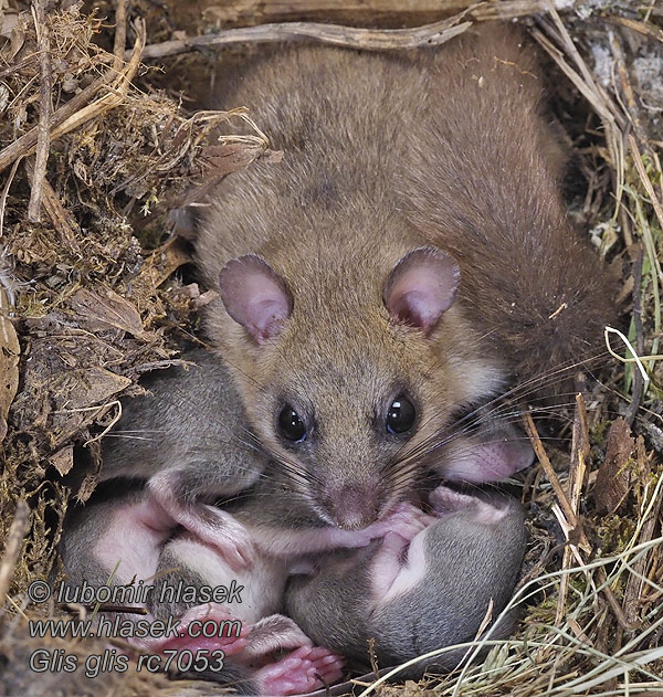 Plch sivý obyčajný veľký Glis glis