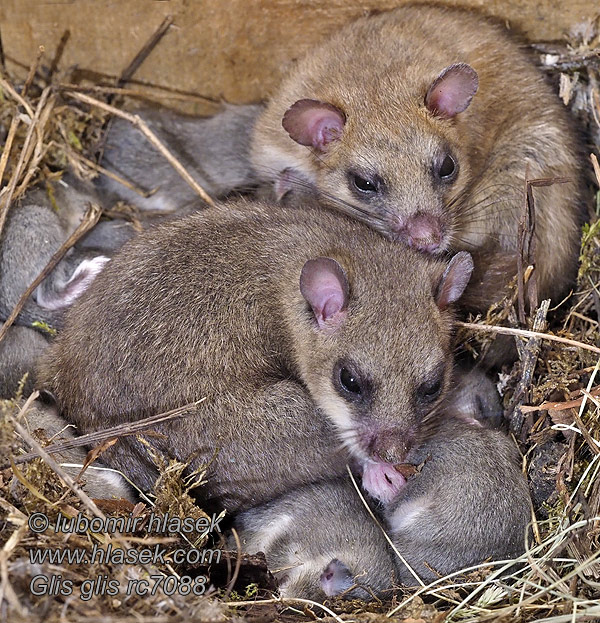 Plch sivý obyčajný veľký Glis glis