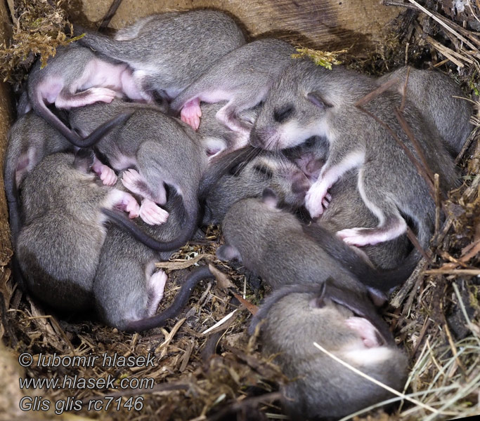 Plch sivý obyčajný veľký Glis glis