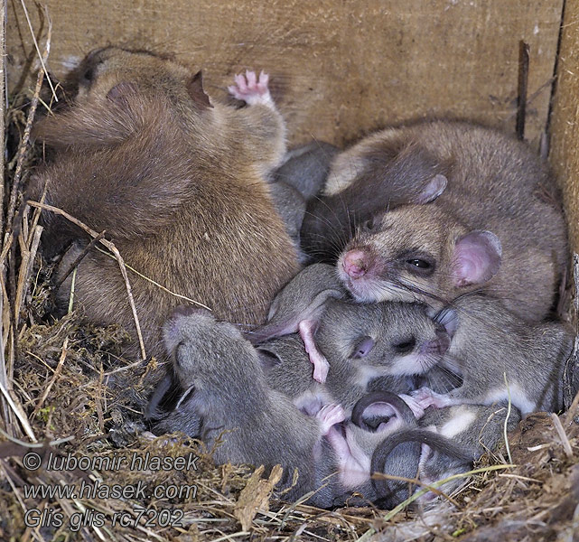 Plch sivý obyčajný veľký Glis glis