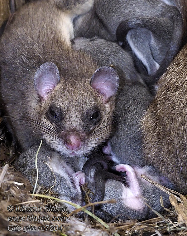 Siebenschläfer Glis glis