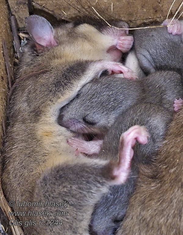 Siebenschläfer Glis glis