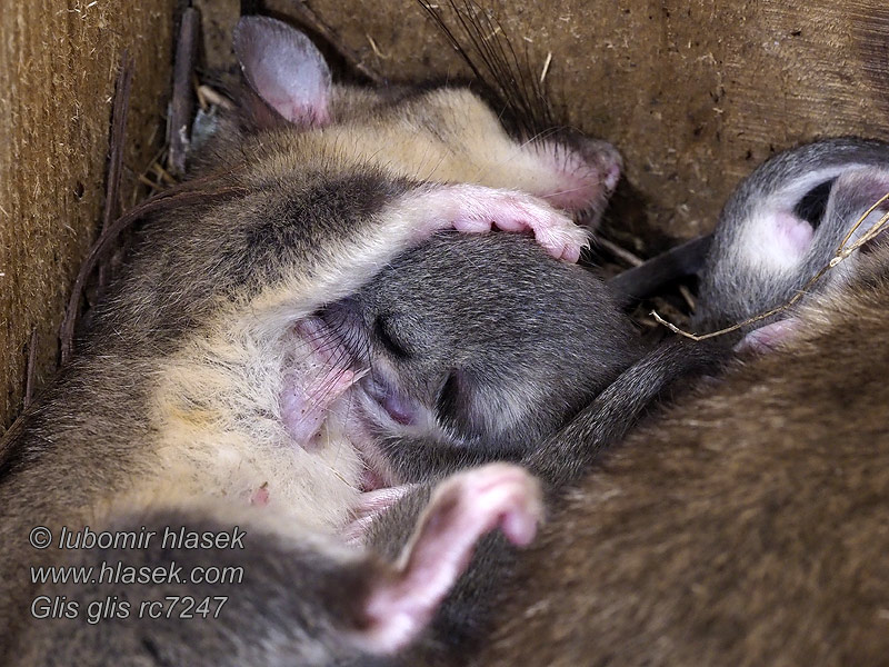 Siebenschläfer Glis glis