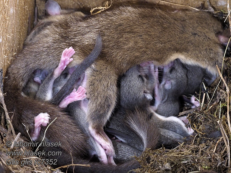 Siebenschläfer Glis glis