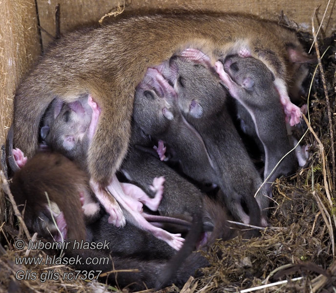 Siebenschläfer Glis glis