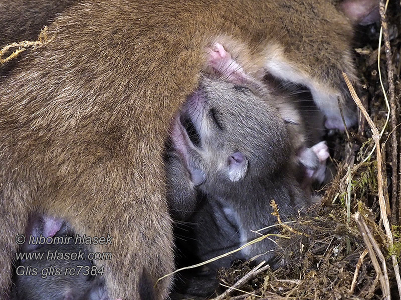 Siebenschläfer Glis glis