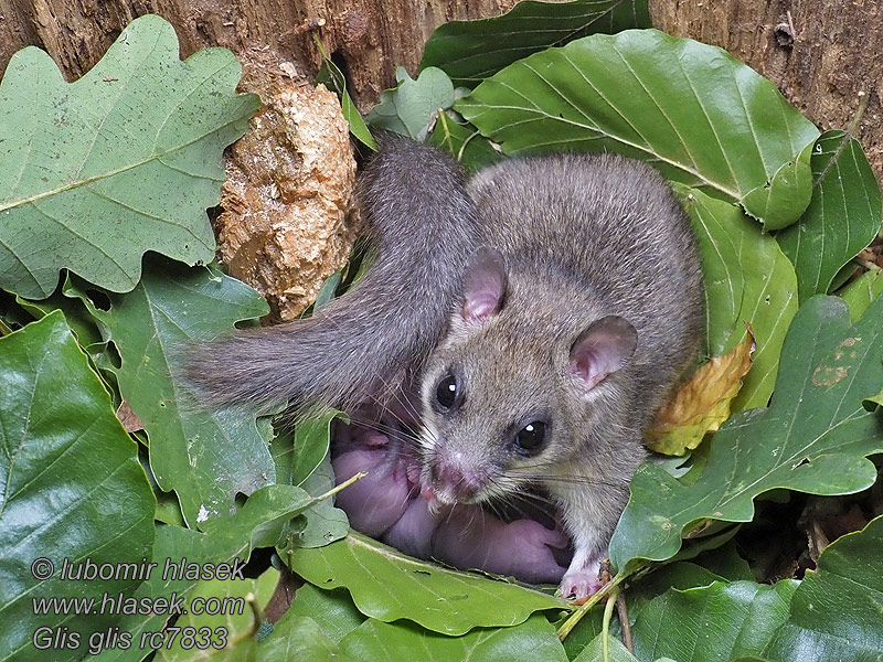 Glis_glis_rc7833