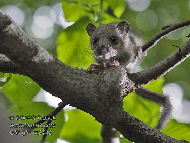 Glis_glis_rc8442