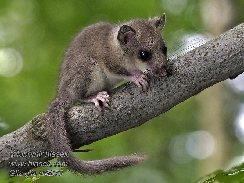 Glis_glis_rc8670