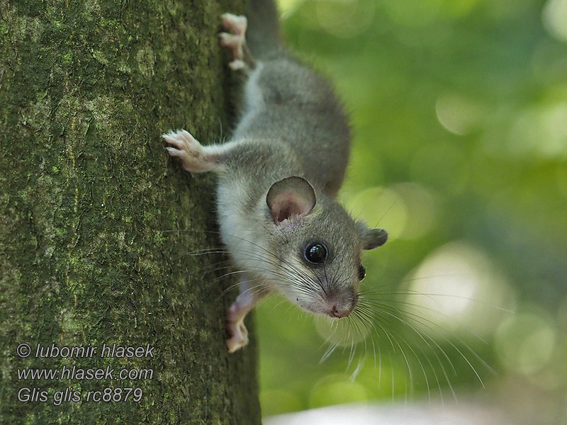 Glis glis